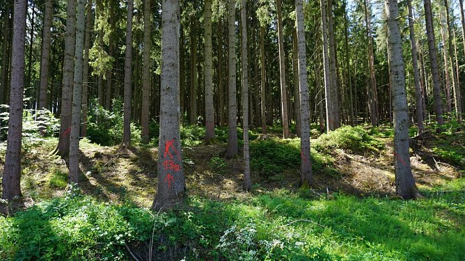 K � wie K&auml;fer! Die roten Striche auf der Rinde zeigen die frisch vom Borkenk&auml;fer befallenen Fichten an. Sie m&uuml;ssen umgehend eingeschlagen und aus dem Wald transportiert werden (Foto: Th&uuml;ringenForst, Katharina Reffelt)