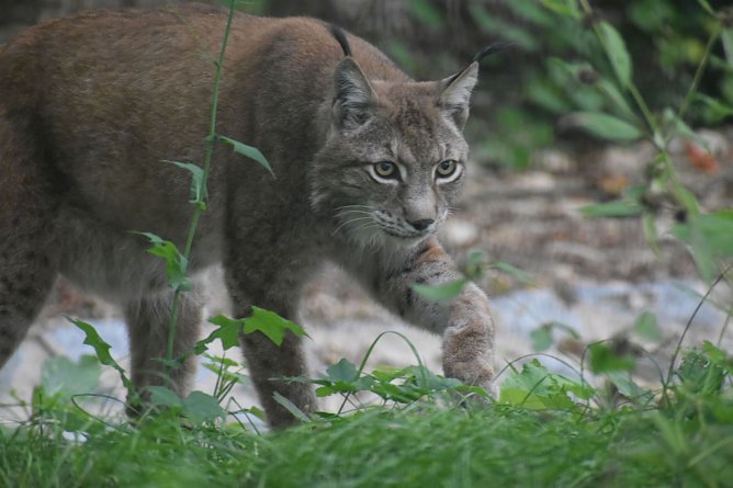 Der Luchs gehört zu den Neuzugängen im Park (Foto: Bärenpark Worbis) Der Luchs gehört zu den Neuzugängen im Park (Foto: Bärenpark Worbis)