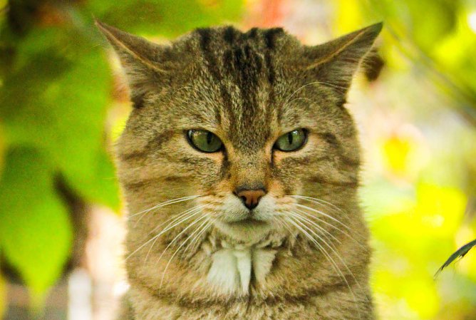 Wildkater Emil wartet im Wildkatzendorf auf Besucher  (Foto: Mona Heyn)