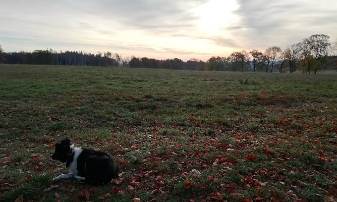 Heute Morgen in Sophienhof: 1 Grad, windstill, leichte Bew&ouml;lkung  (Foto: W.J&ouml;rgens)