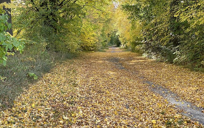 Herbstlaub. Wohin damit? (Foto: oas) Herbstlaub. Wohin damit? (Foto: oas)