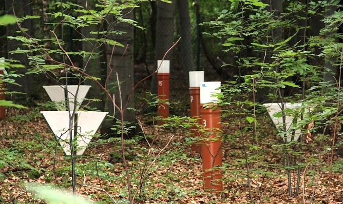 Auch der herbstliche Laubfall wird in den landesweit 15 Waldmessstationen der Landesforstanstalt wissenschaftlich korrekt erfasst (Foto: Horst Spro&szlig;mann)