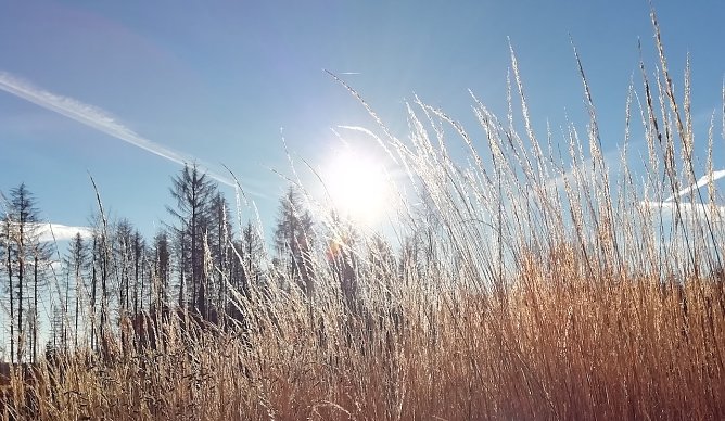 Im Harz (Sophienhof) herrscht eitel Sonnenschein, w&auml;hrend es in den Niederungen lange neblig bleibt (Foto: W.J&ouml;rgens)