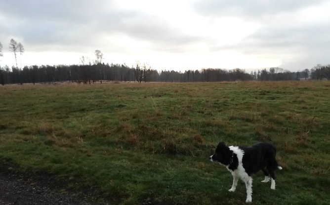 Zwei Grad, leichten Wind und nur begrenzt Sonnenschein meldete Sophienhof im Harz heute Morgen (Foto: W.J&ouml;rgens)