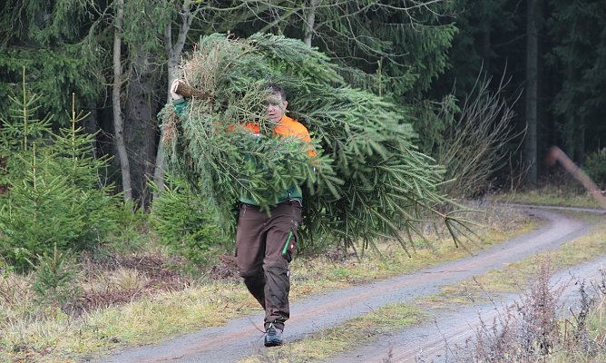 Mit Blick nach vorne: Wer an den Klimaschutz denkt, kauft einen Weihnachtsbaum regionaler Herkunft (Foto: Dr. Horst Spro&szlig;mann)