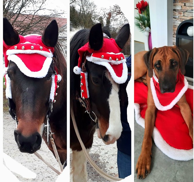 Hund Asani und die Pferde Jonjoe und Cheyenne der Familie H&ouml;xtermann, feierlich geschm&uuml;ckt f&uuml;r den Sondersh&auml;user Weihnachtsmarkt (Foto: Ronald und Marina H&ouml;xtermann)