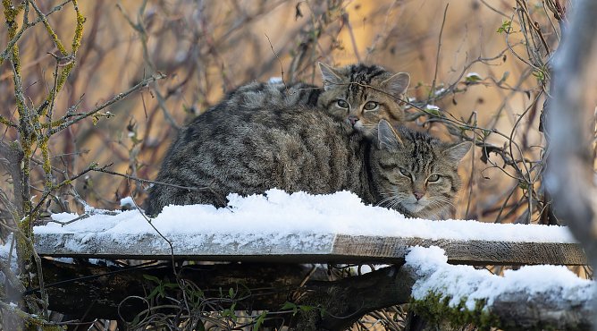 Neue Wildkatzen in H&uuml;tscheroda (Foto: Ingo Kuehl)