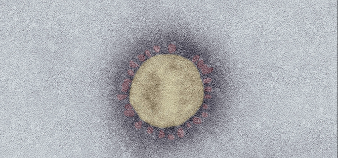 Corona-Virus (Foto: Robert-Koch-Institut) Corona-Virus (Foto: Robert-Koch-Institut)