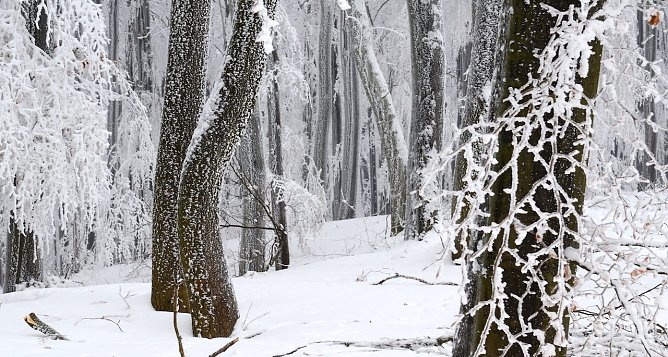 Die Zielsetzung aller Nationalparks in Deutschland, Natur Natur sein lassen�, muss im derzeit fortzuschreibenden Nationalparkplan mit weiteren bestehenden Zielen in Einklang gebracht werden. (Foto: R&uuml;diger Biehl)