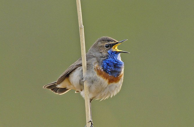 Blaukehlchen (Foto: Tom Dove) Blaukehlchen (Foto: Tom Dove)
