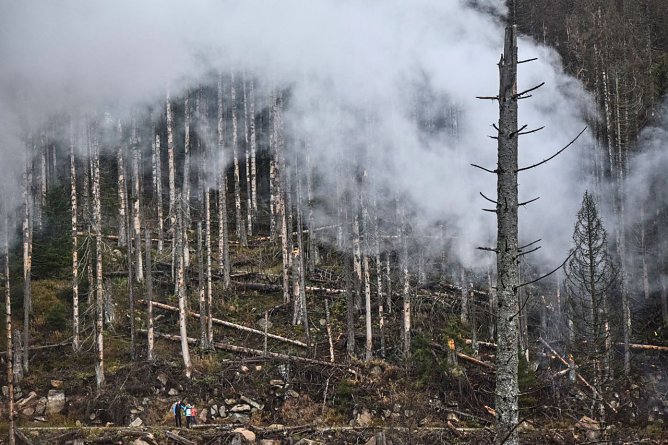 Die Thüringer Wälder wurden in den letzten Jahren übel mitgenommen (Foto: Friedhelm Petzke) Die Thüringer Wälder wurden in den letzten Jahren übel mitgenommen (Foto: Friedhelm Petzke)