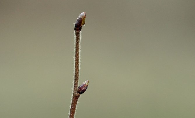 Baumknospen (Foto: Andreas Knoll) Baumknospen (Foto: Andreas Knoll)
