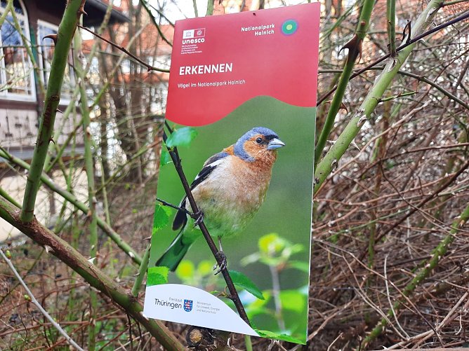 Neues Faltblatt "Erkennen" (Foto: Nationalpark Hainich) Neues Faltblatt "Erkennen" (Foto: Nationalpark Hainich)