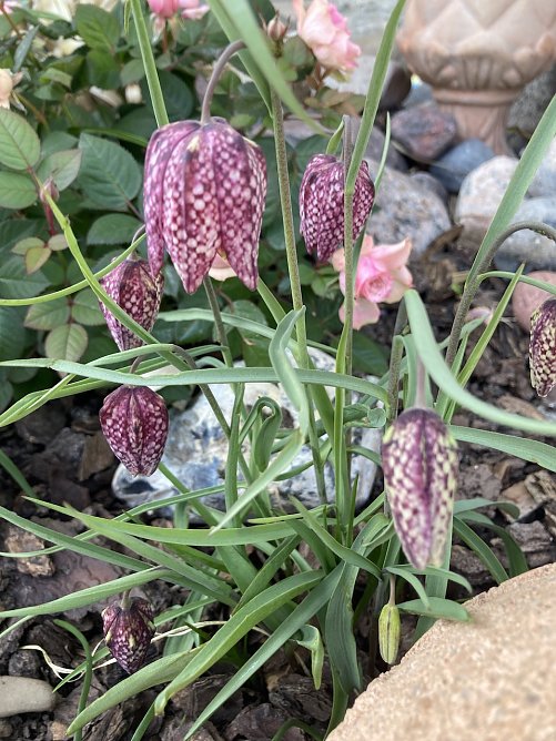 Wundervolle Osterboten (Foto: Yvonne Werner) Wundervolle Osterboten (Foto: Yvonne Werner)