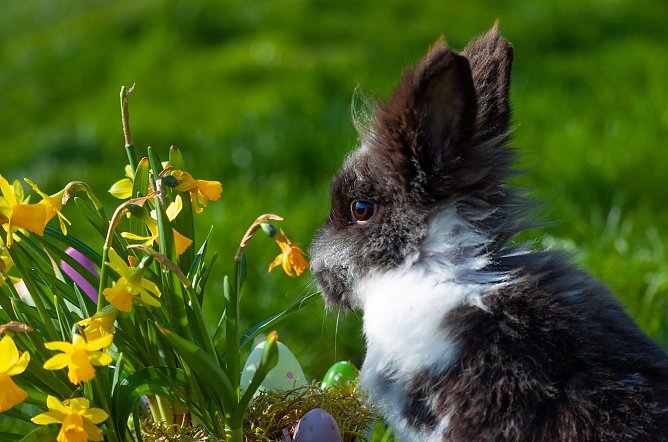 Kleines "Osterkaninchen" (Foto: Celine Scholz)