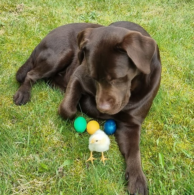 Zwei dicke Freunde (Foto: M. Linnekuhl)