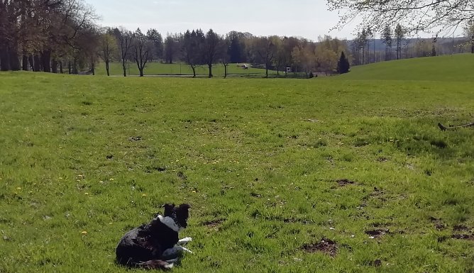 Bei diesem Wetter heute kann man getrost den Hund vor die T&uuml;r jagen (Foto: W.J&ouml;rgens)