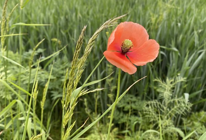 Der erste Mohn ist da (Foto: oas) Der erste Mohn ist da (Foto: oas)