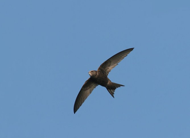 Um die Mauersegler ist es nicht gut bestellt in Th&uuml;ringen (Foto: Fotonatur)
