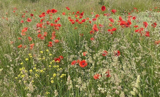 Weiter sommerliche Temperaturen und sch&ouml;nes Wetter  (Foto: oas)