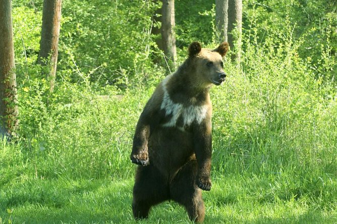 Ferienprogramm im B&auml;renpark (Foto: ABW)