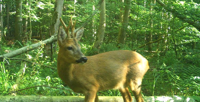 Ein Rehbock an einem Fotofallen-Standort im Nationalpark Hainich (Foto: Nationalparkverwaltung Hainich)