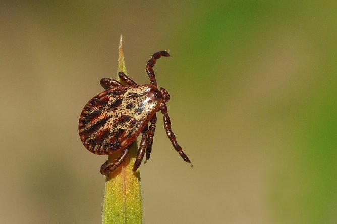 Die aus S&uuml;dosteuropa auch nach Th&uuml;ringen eingewanderte Auwaldzecke kann im Vergleich zur heimischen Zecke (Gemeiner Holzbock) zus&auml;tzliche gef&auml;hrliche Krankheiten &uuml;bertragen � Forstleute raten zur Umsicht beim und nach dem Waldbesuch (Foto: Andreas Knoll)