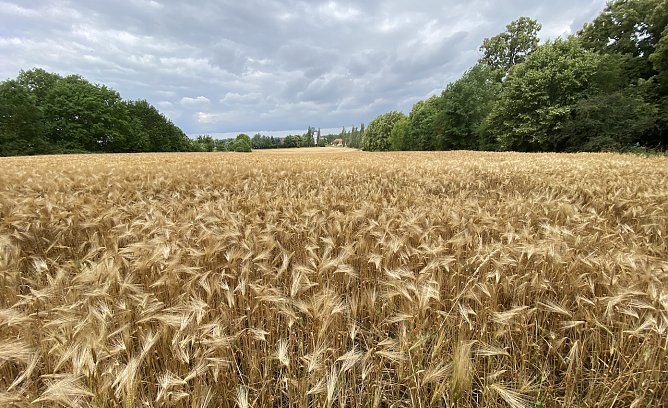 Der Sommer pausiert leider weiter (Foto: oas)