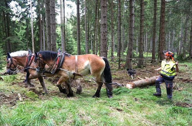 St&auml;rkere Holzst&auml;mme zieht der erfahrene Pferder&uuml;cker Jens Nattermann mit einem Gespann an die R&uuml;ckegasse � aus Gr&uuml;nden des Tierwohls (Foto: Horst Spro&szlig;mann)