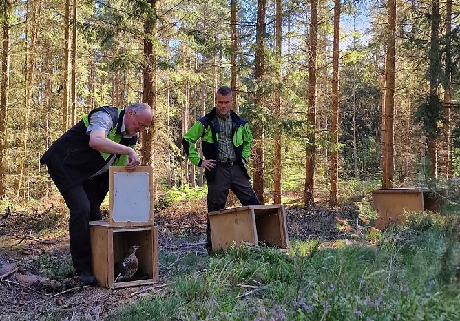 Th&uuml;ringenForst-Vorstand Volker Gebhardt (l.) und Mario Amme zeigen bei Gehren einer Auerhenne den Weg in die Freiheit (Foto: Th&uuml;ringenForst)