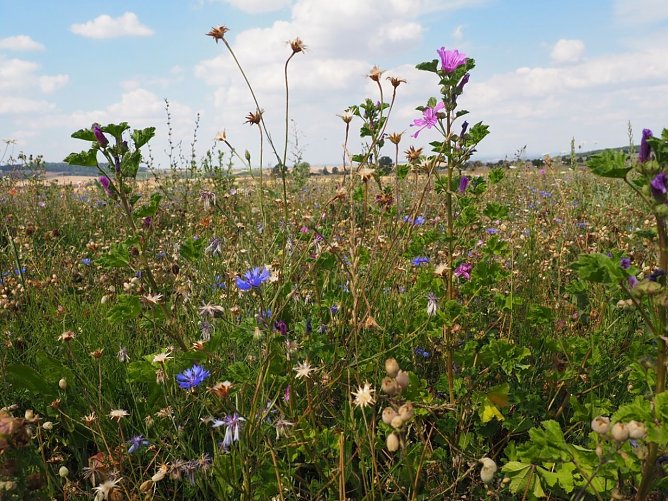Bl&uuml;tenpracht am Feldrand (Foto: Wildtierland Hainich)