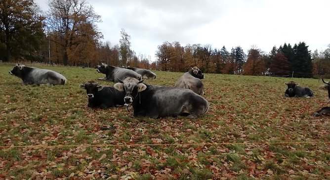Herbstlaub in Sophienhof bei 4 Grad und Wind heute Morgen  (Foto: W.J&ouml;rgens)