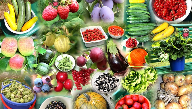 Obst und Gemüseanbau aus unserem heimischen Garten (Foto: Joachim Retzek) Obst und Gemüseanbau aus unserem heimischen Garten (Foto: Joachim Retzek)