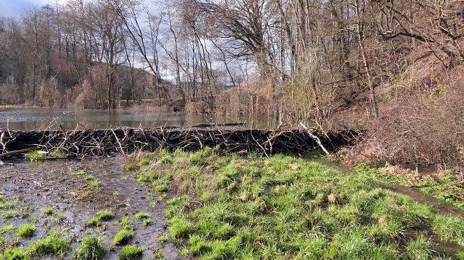 Intakter Biberdamm bei Sch&ouml;ps  (Foto: Siegfried Klaus)