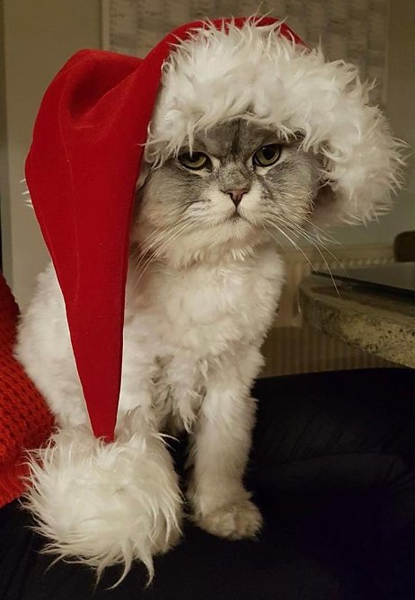 Weihnachtskater Willi 2022 (Foto: Steffen und Anja aus Woffleben)
