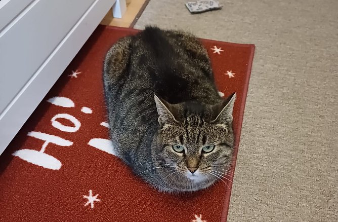 "Ho! Ho! Ho! Wann gibt's wieder Leckerchen? (Foto: Roswitha und Jörg aus Nordhausen) "Ho! Ho! Ho! Wann gibt's wieder Leckerchen? (Foto: Roswitha und Jörg aus Nordhausen)