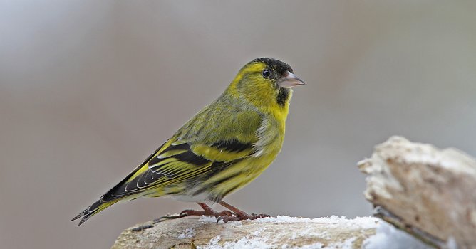 Ein Erlenzeisig (Foto: Dr. Christoph Moning)