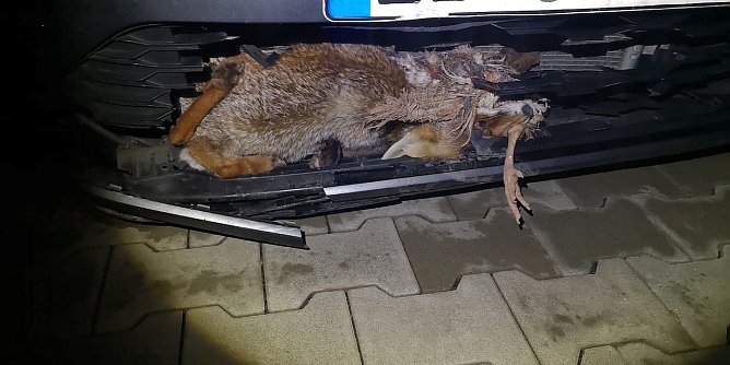 Fuchs mit Huhn im Maul &uuml;berlebte seinen n&auml;chtlichen Beutezug nicht (Foto: Silvio Dietzel)