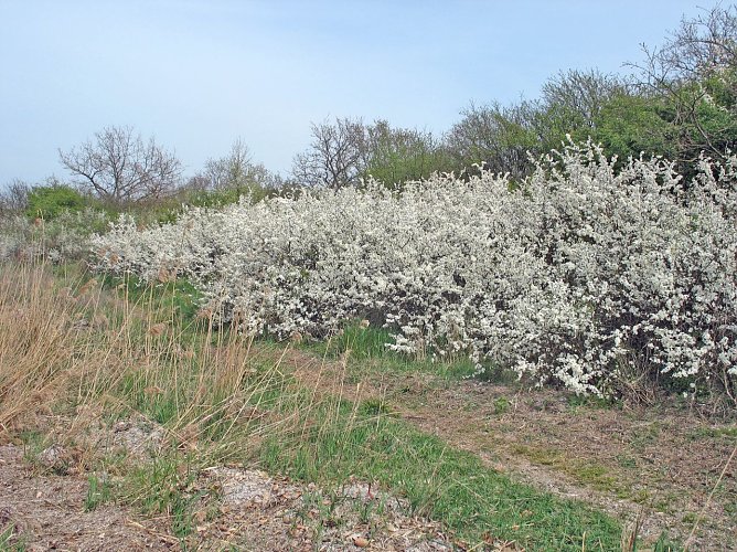 Der Lebensraum Hecke ist vielfältig (Foto: Florian Schöne) Der Lebensraum Hecke ist vielfältig (Foto: Florian Schöne)