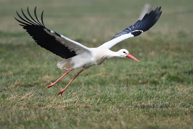 Wenn im Fr&uuml;hjahr die St&ouml;rche zur&uuml;ckkehren, versuchen die Ornithologen von den beringten V&ouml;geln die Ringaufschriften &uuml;ber Spektive oder Teleaufnahmen abzulesen und so wichtige Lebensdaten der gesch&uuml;tzten Stelzv&ouml;gel zu erfassen. (Foto: Klaus Schmidt)