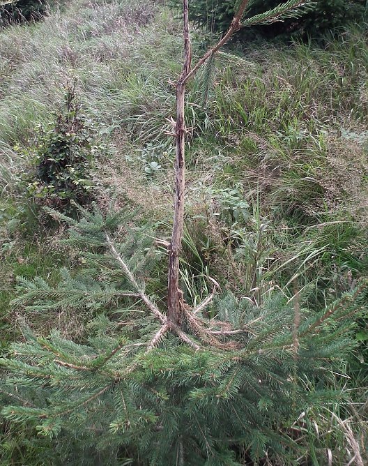 Vom Rehbock verfegte Fichte mit deutlichen Schäden (Foto: Dr. Horst Sproßmann) Vom Rehbock verfegte Fichte mit deutlichen Schäden (Foto: Dr. Horst Sproßmann)