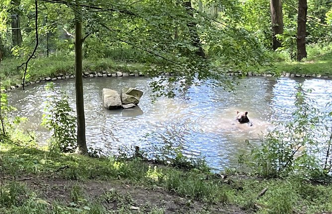 Abk&uuml;hlung im B&auml;renpark Worbis (Foto: oas)