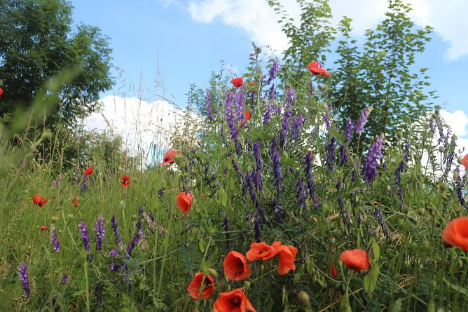 Wetterbild (Foto: agl) Wetterbild (Foto: agl)