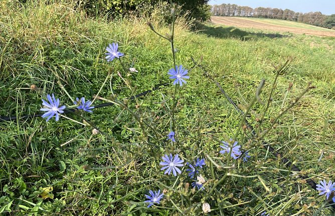 Spätsommeranblick (Foto: oas) Spätsommeranblick (Foto: oas)