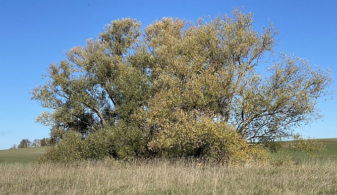 Die Blattf&auml;rbung beginnt (Foto: oas)