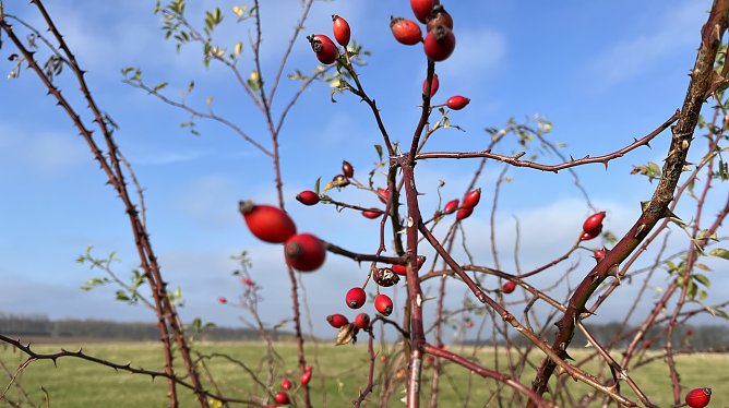 Novemberstimmung ohne Nebel (Foto: oas)