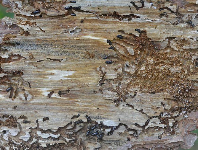 &Uuml;berwinterung von Fichtenborkenk&auml;fer unter der Rinde: Die geweihartige Fra&szlig;gangform ist typisch, Larvenfra&szlig;g&auml;nge fehlen v&ouml;llig. Bei mildem Winterwetter, klimawandelbedingt k&uuml;nftig h&auml;ufiger vorkommend, fressen die K&auml;fer in den G&auml;ngen immer weiter (Foto: Th&uuml;ringenForst)