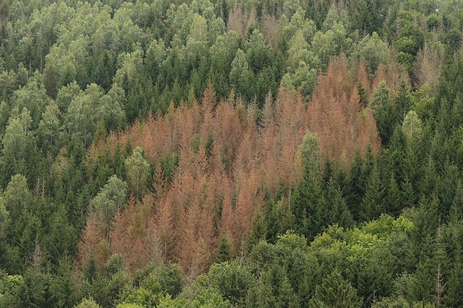 Tote Fichten im Harz, Archivbild aus 2021 (Foto: nnz-Archiv)