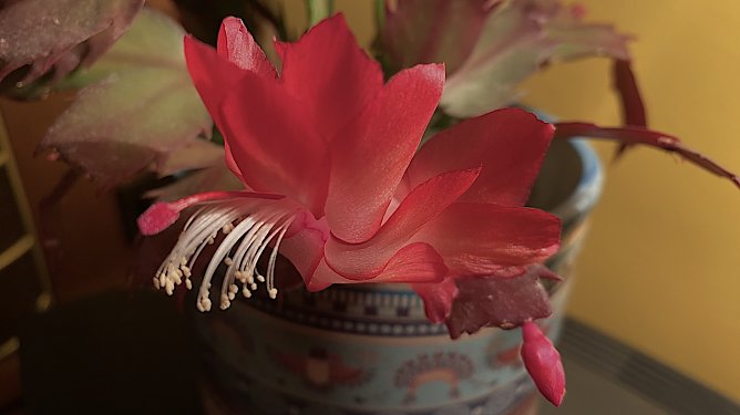 Schlumbergera truncata aus der Familie der Kakteengew&auml;chse (Foto: Ilse M&ouml;ller)
