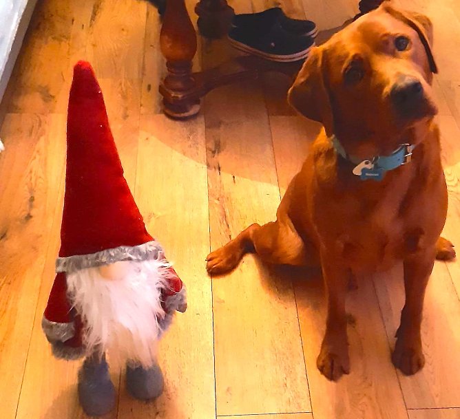 Labrador Heinrich aus Sondershausen (Foto: Heike Lange)
